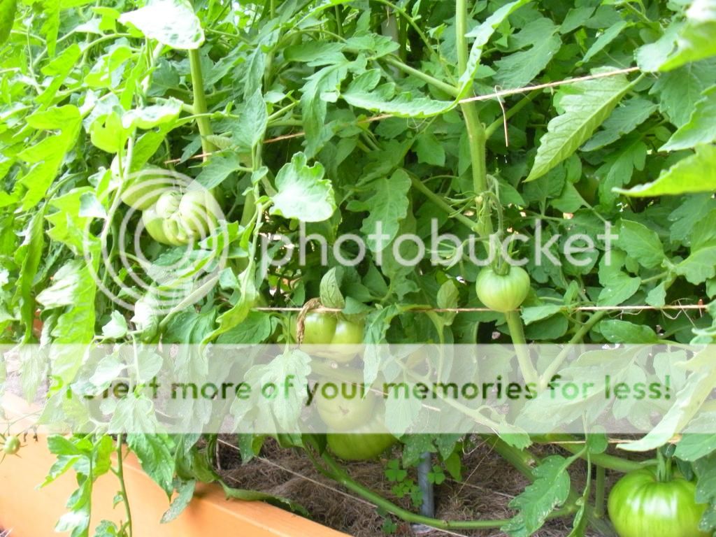  photo Garden8-6-13033.jpg